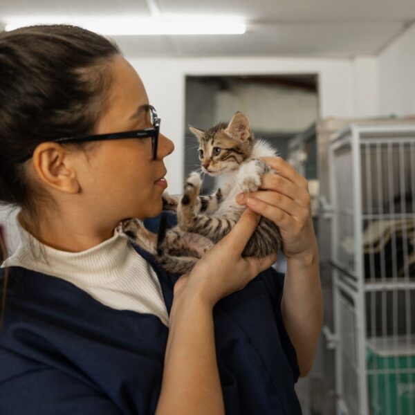 A vet comforting a cat