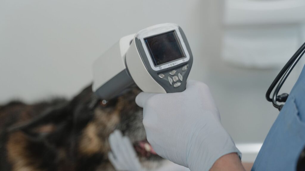 A dog getting tests