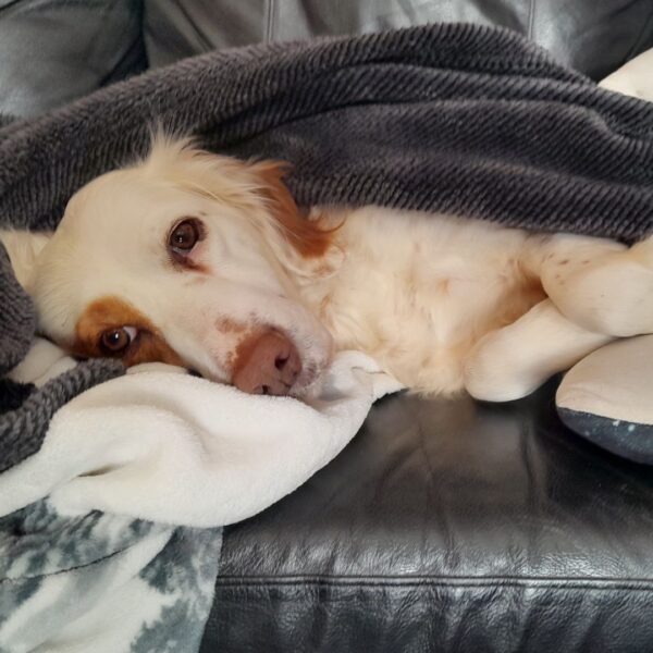 dog lays on couch under blanket
