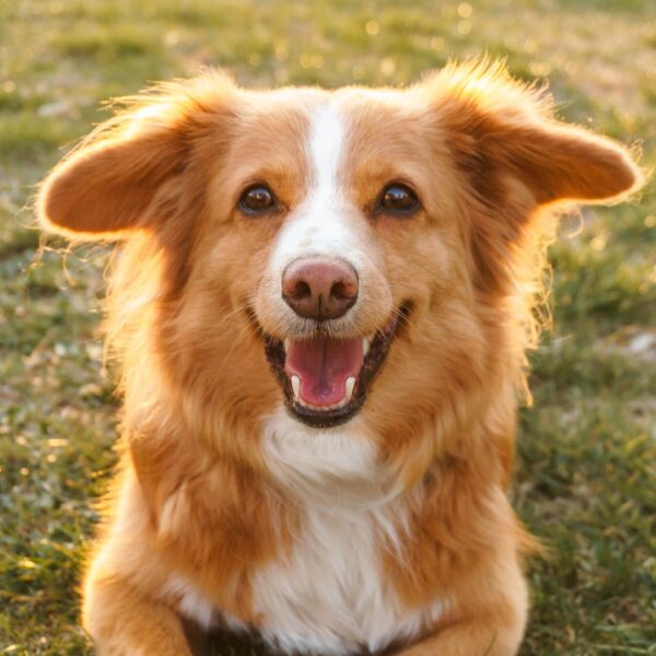 happy dog