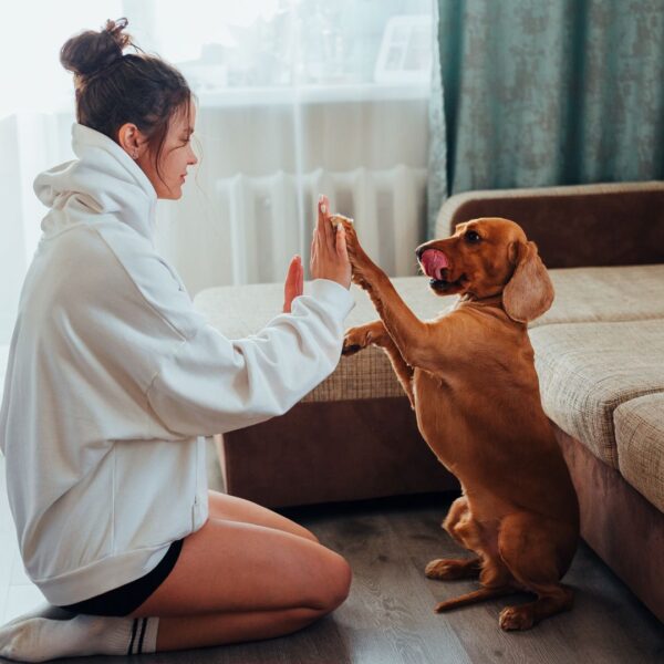 dog and person playing