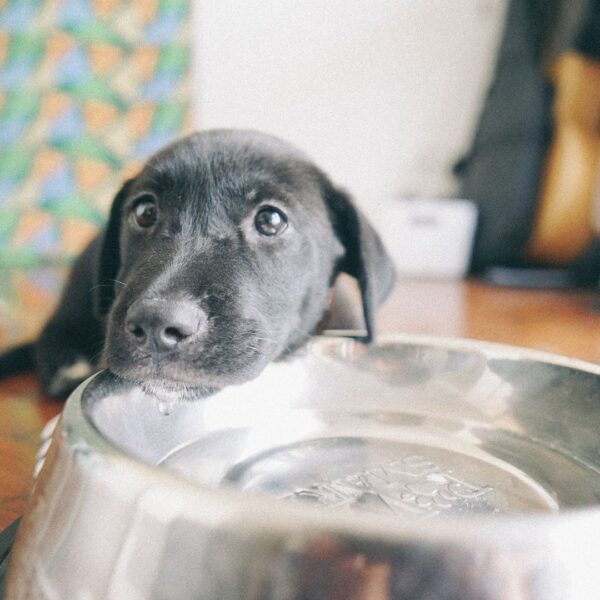 dog with water bowl