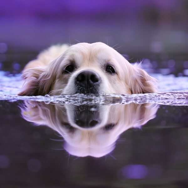 dog swimming 