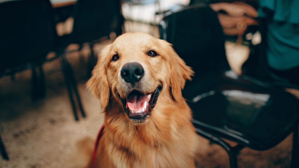 happy doggo