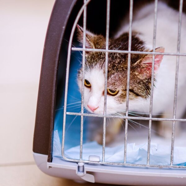 cat in crate