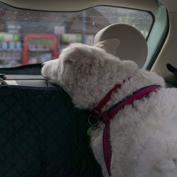 dog looking unwell in car