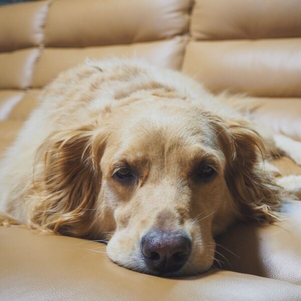 tired dog laying down