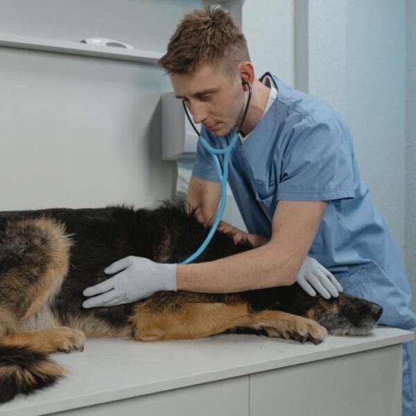 dog at emergency vet