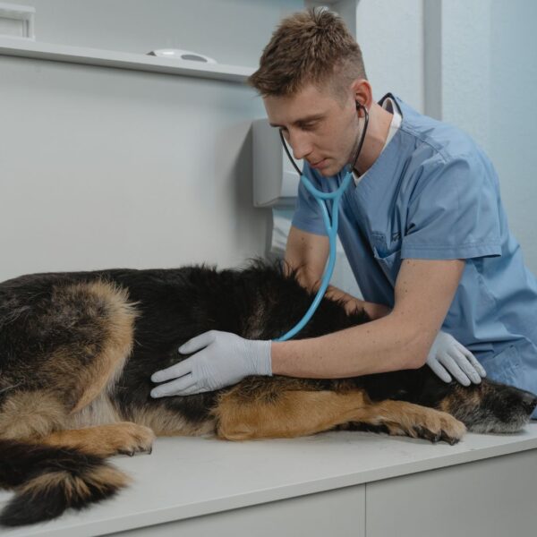 animal hospital tech and dog