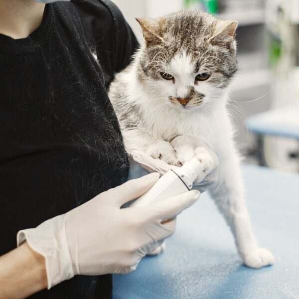 cat with vet