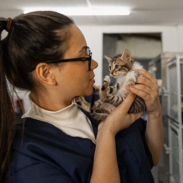vet and kitten