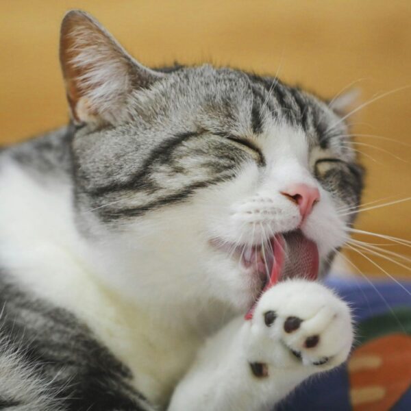 a cat cleaning itself