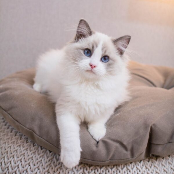 a cat sitting on a bed