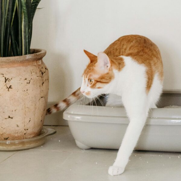a cat in a litter box