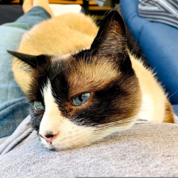 a cat laying on a person
