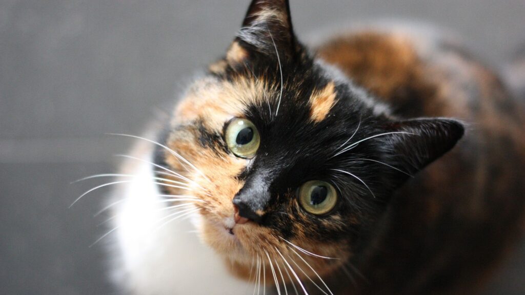 a cat looking up